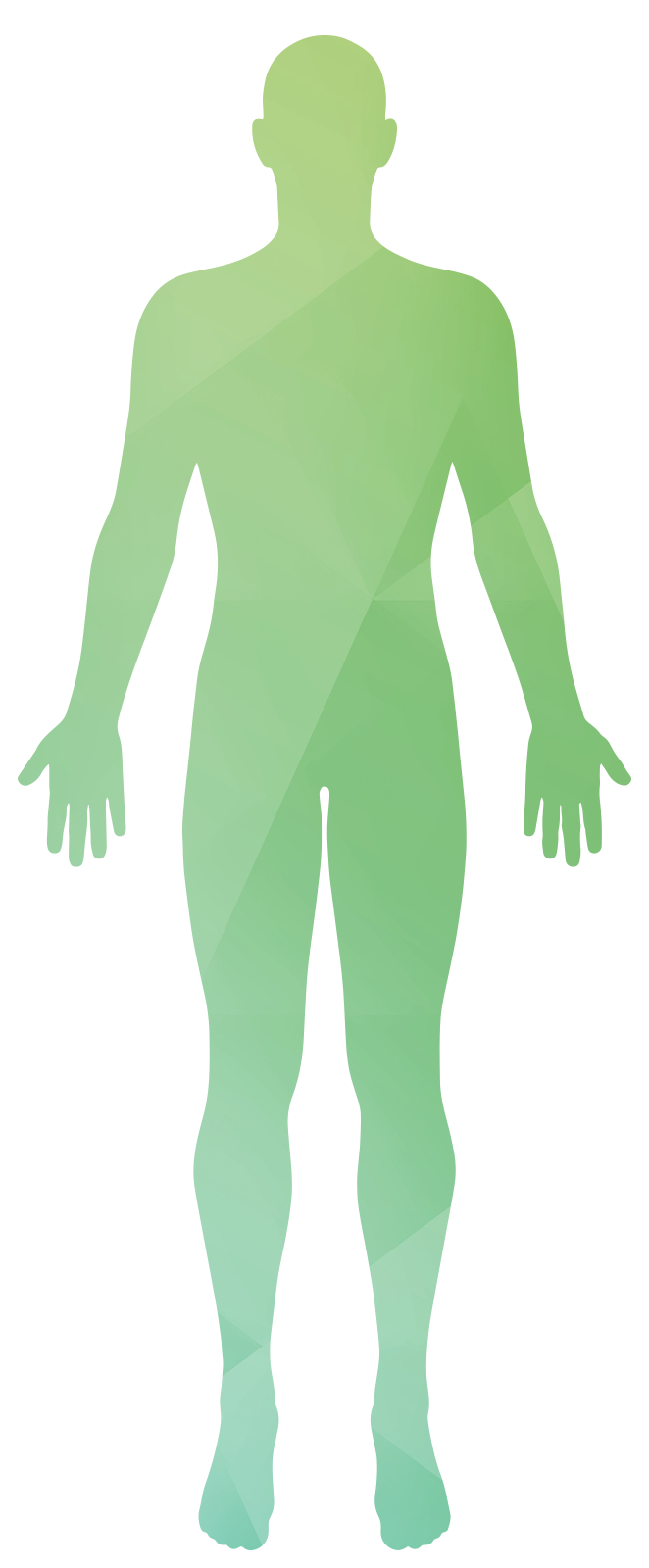 ボディシルエット