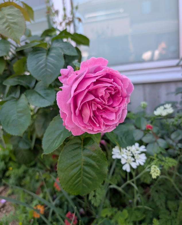 花のお便り
